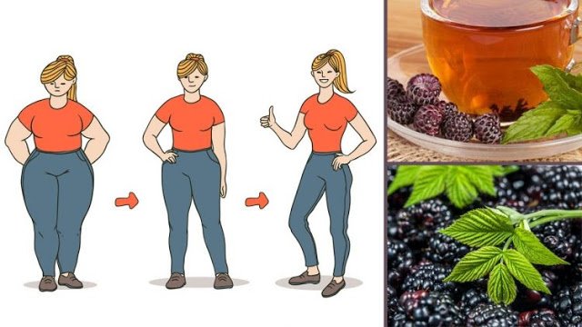 perca-ate-4kg-por-semana-com-o-cha-de-amora-veja-como-fazer