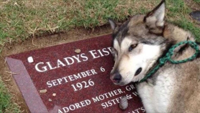 Cachorro chora ao ver túmulo do dono (vídeo)
