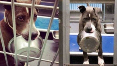 Cão só aceitou ser adotado após permitirem que sua tigela de comida fosse junto