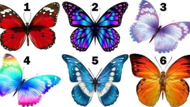 Escolha uma borboleta e veja sua mensagem de felicidade