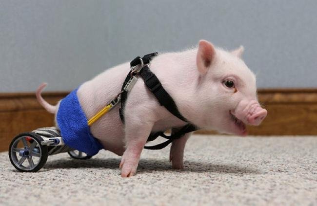 Proteses-Animais-1