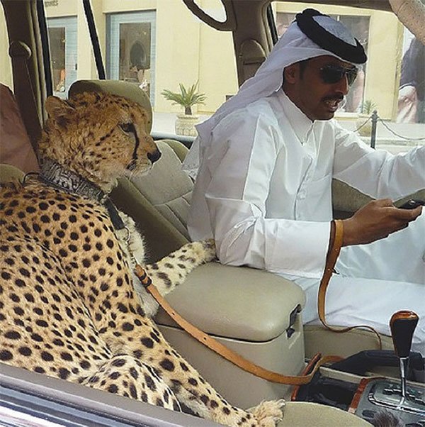 Dirigir com o animal de estimação no carro