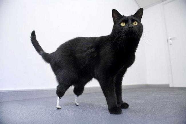 Proteses-Animais-7