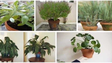 12 plantas que trazem boas energias para casa