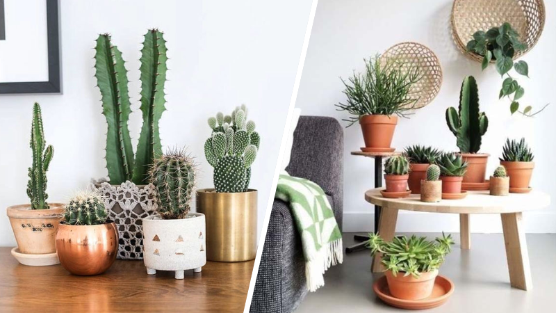 4 Motivos Para Encher Sua Casa Com Cactos