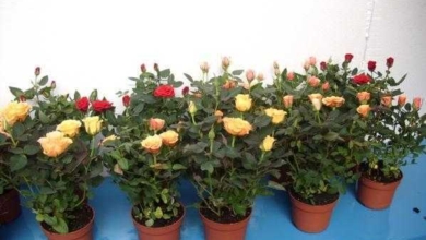 3 dicas para cultivar rosas em vasos