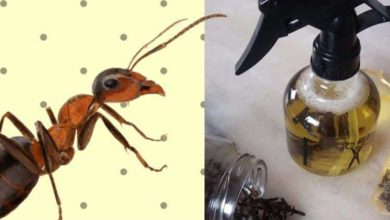 10 soluções caseira para acabar com as formigas da sua casa