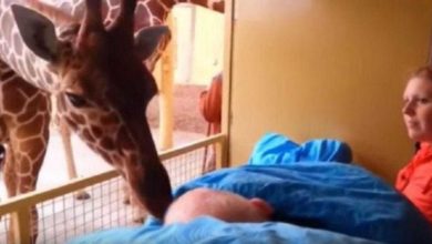 Girafa se despede com um beijo carinhoso de seu cuidador com câncer