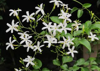 jasminum azoricum