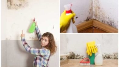 Saiba como eliminar a umidade e o mofo das suas paredes