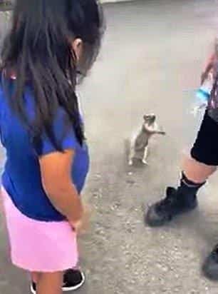 Esquilo com sede implora para garoto por um pouco de