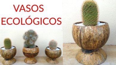 Vasos Sustentáveis Feito de Casca de Coco