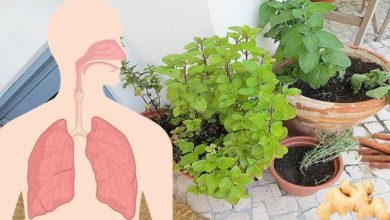 10 ervas e raízes que ajudam a cuidar da saúde dos pulmões