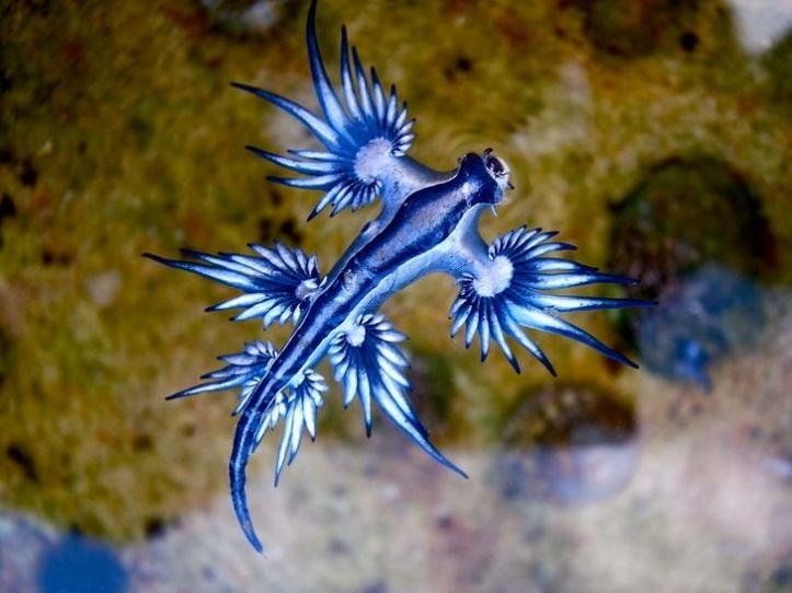 27 animais tao incomuns que parecem ter saido de um