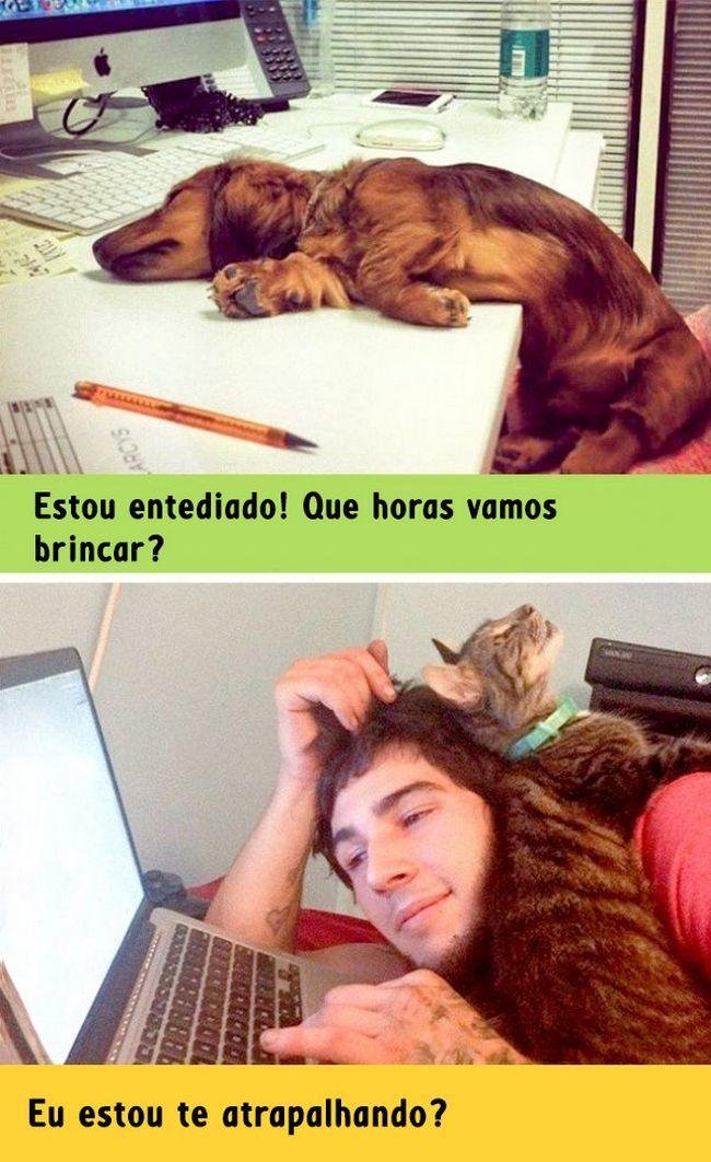 diferenca-gato-cachorro-1