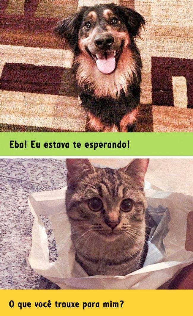 diferenca-gato-cachorro-6