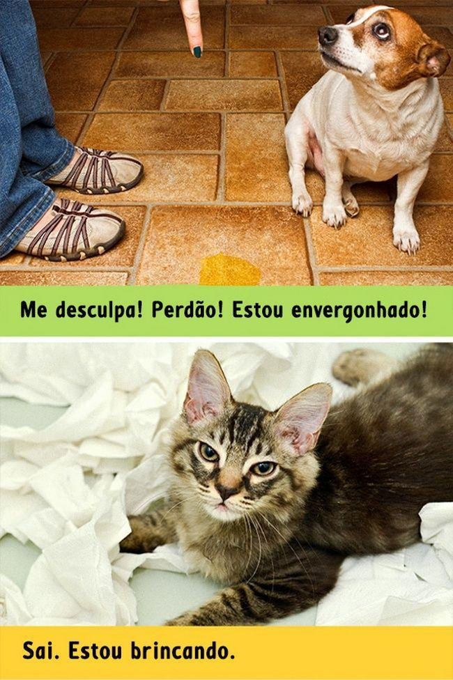 diferenca-gato-cachorro-10