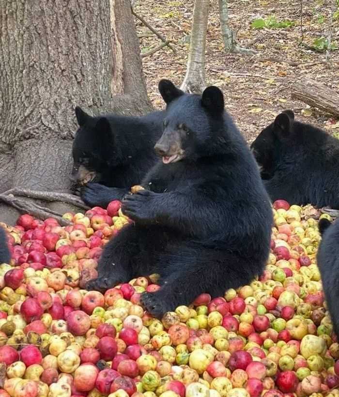 20 animais parecem crianças inocentes 15