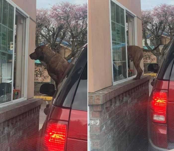 20 animais parecem crianças inocentes 19