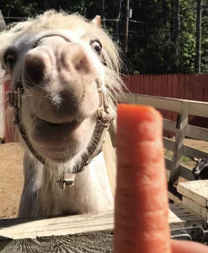 20 animais parecem crianças inocentes 20