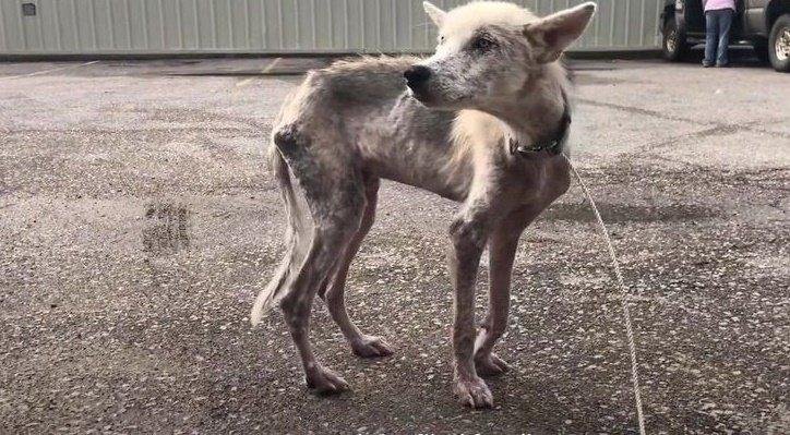 1628172449 158 Cao desnutrido faz transformacao emocionante apos ser salvo de seu