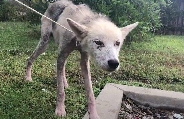 1628172450 539 Cao desnutrido faz transformacao emocionante apos ser salvo de seu