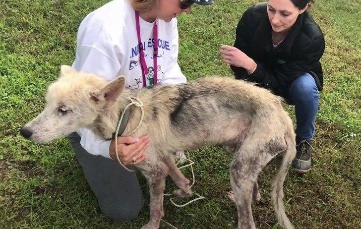 1628172451 12 Cao desnutrido faz transformacao emocionante apos ser salvo de seu