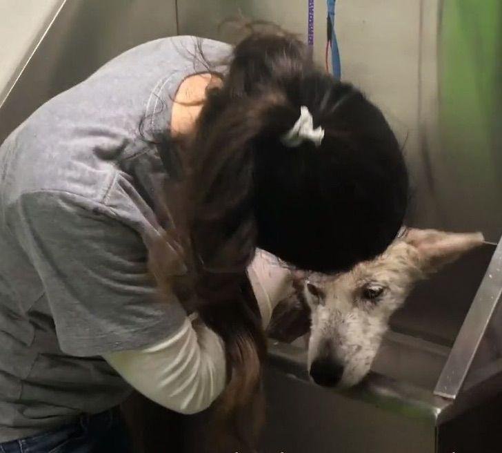 1628172452 524 Cao desnutrido faz transformacao emocionante apos ser salvo de seu