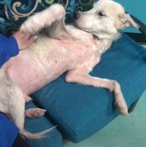 1628172452 773 Cao desnutrido faz transformacao emocionante apos ser salvo de seu