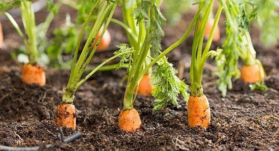 como plantar cenoura