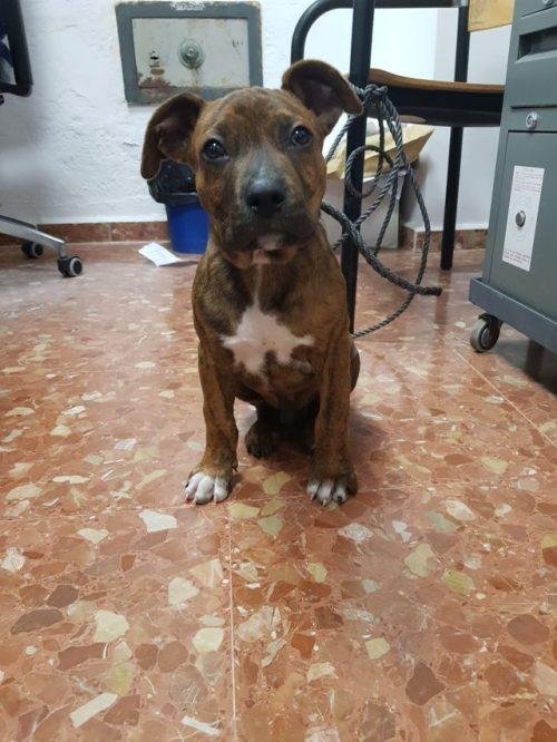 1636093780 100 Policial adota cachorrinho que chegou de barco com dono imigrante