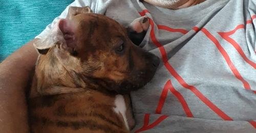 1636093780 334 Policial adota cachorrinho que chegou de barco com dono imigrante