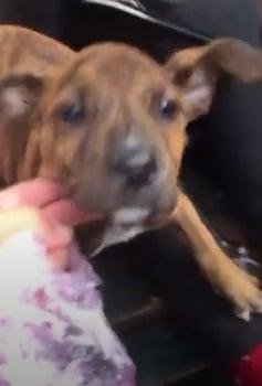 1636093781 95 Policial adota cachorrinho que chegou de barco com dono imigrante