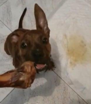1636093782 488 Policial adota cachorrinho que chegou de barco com dono imigrante