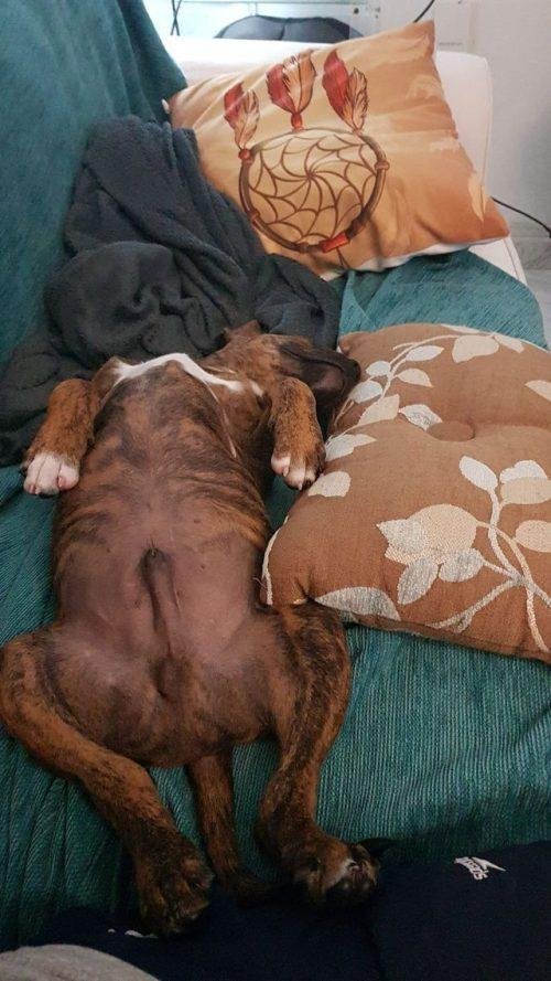 1636093784 282 Policial adota cachorrinho que chegou de barco com dono imigrante