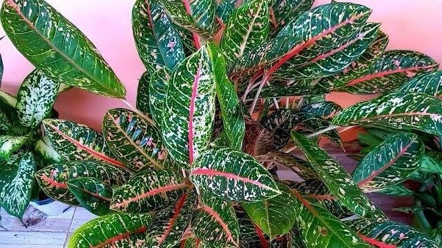 2 Espécies de Plantas Para Colorir seu Jardim