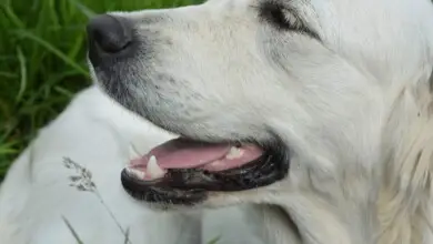 Seu cãozinho tem mau hálito Saiba que ele pode estar muito doente!