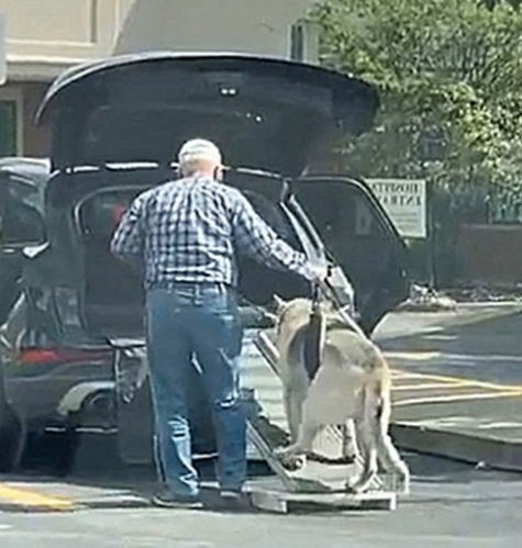 1651525365 154 Idoso e flagrado ajudando seu cachorro tambem idoso a entrar