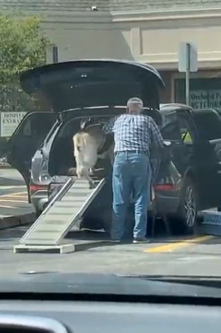 1651525366 331 Idoso e flagrado ajudando seu cachorro tambem idoso a entrar