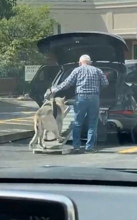 Idoso e flagrado ajudando seu cachorro tambem idoso a entrar