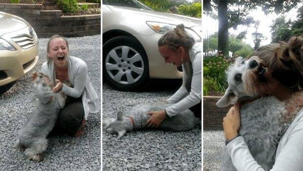 Cachorrinha desmaia de emoção ao reencontrar dona. Assista o video