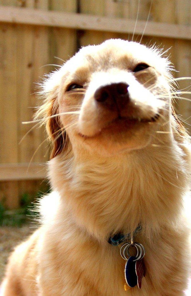 23 animais que tentaram dar um sorriso na hora da foto 1