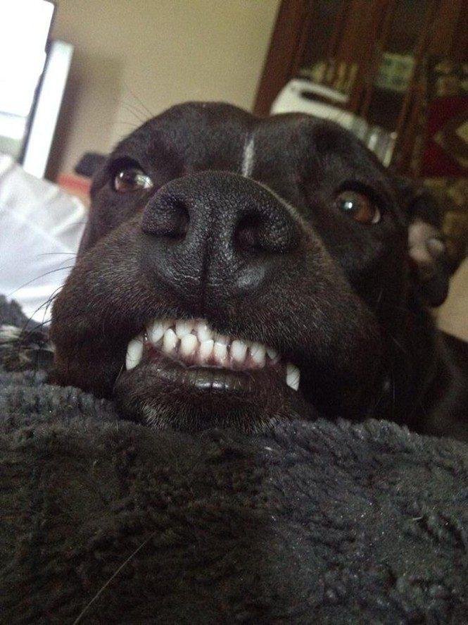 23 animais que tentaram dar um sorriso na hora da foto 10
