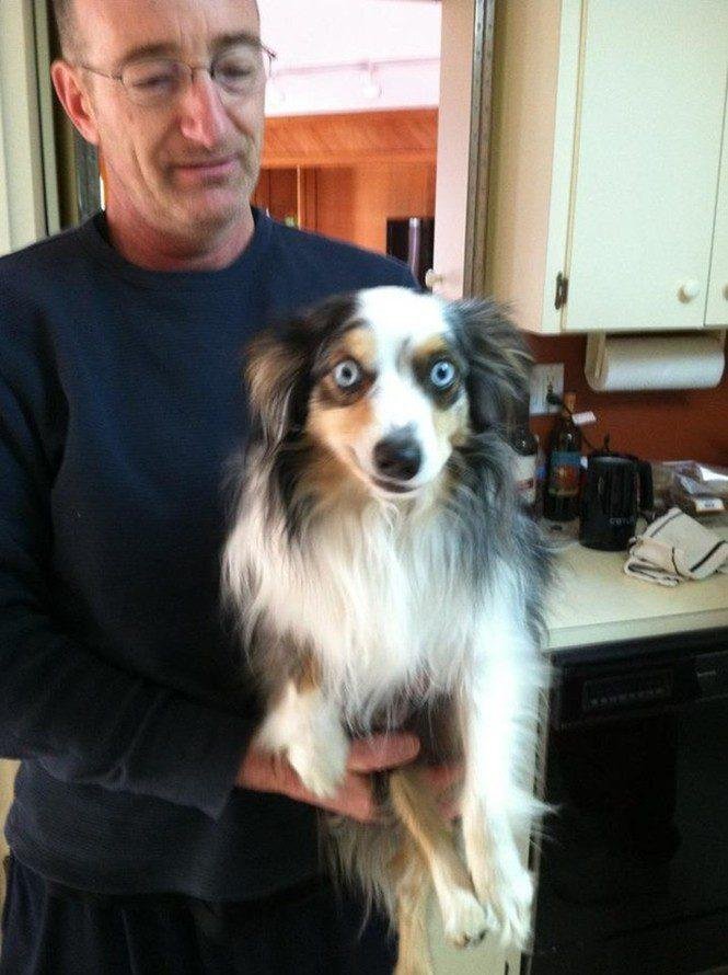 23 animais que tentaram dar um sorriso na hora da foto 11