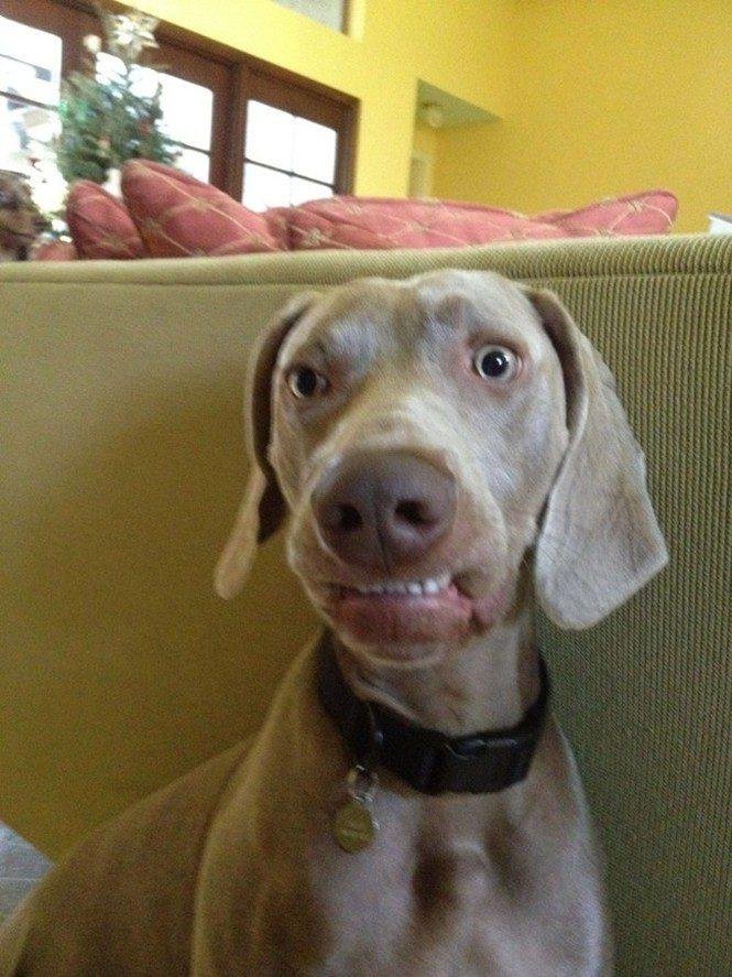 23 animais que tentaram dar um sorriso na hora da foto 12
