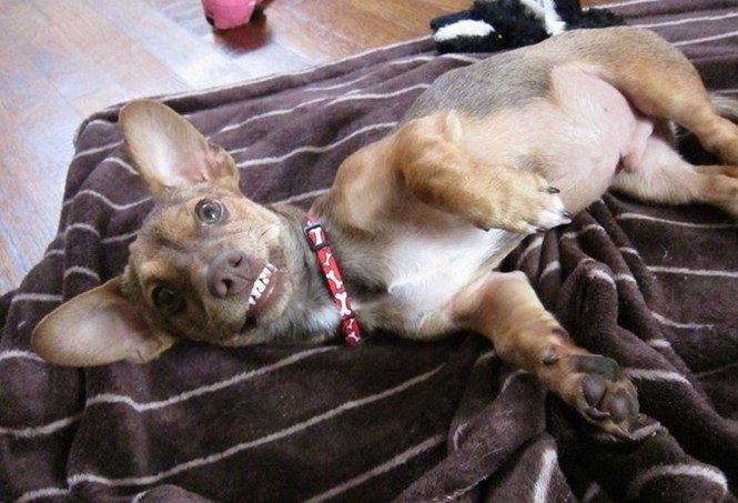 23 animais que tentaram dar um sorriso na hora da foto 13