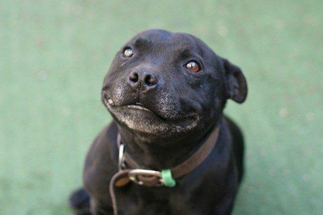 23 animais que tentaram dar um sorriso na hora da foto 14