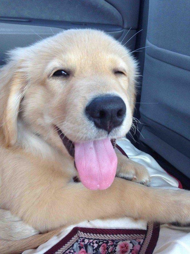 23 animais que tentaram dar um sorriso na hora da foto 15