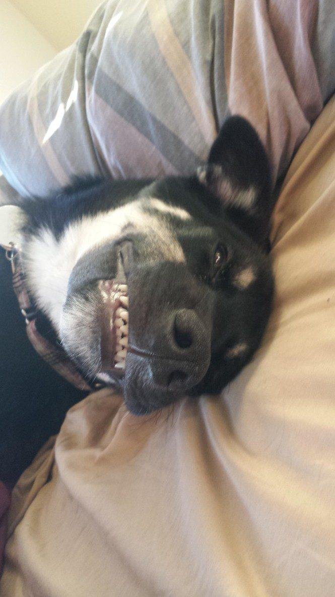 23 animais que tentaram dar um sorriso na hora da foto 16