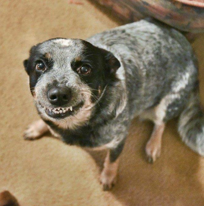 23 animais que tentaram dar um sorriso na hora da foto 17